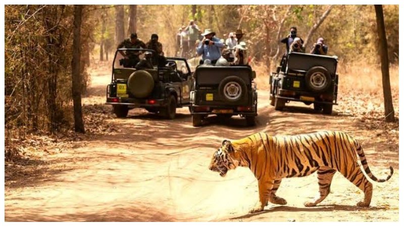 Tiger Safari in India
